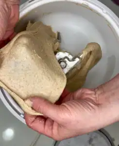 checking windowpane on fresh-milled sourdough loaf recipe