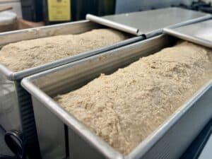 Tangzhong sourdough sandwich bread sliding the lids on showing how close to the top they have risen